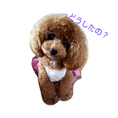 [LINEスタンプ] コッちゃんスタジオ(キャバプー) 