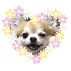 [LINEスタンプ] チワワのくぅ！ 