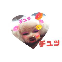 [LINEスタンプ] トイプー セナ＆ラブィ＆のあ 