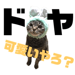 [LINEスタンプ] ララの日常。 