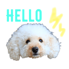[LINEスタンプ] くっち 