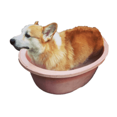 [LINEスタンプ] かわいさんちのこたろう 