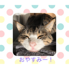 [LINEスタンプ] うめと仲間たち 