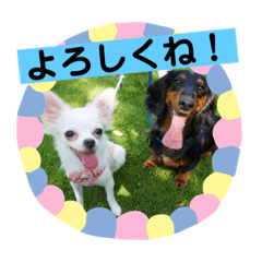 [LINEスタンプ] ペけとみるくと、ときどきぺぺ 