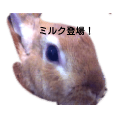 [LINEスタンプ] うさぎちゃんの可愛いスタンプ 