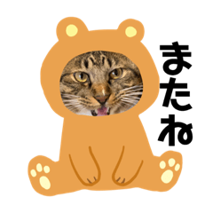 [LINEスタンプ] うちの子の猫の日常会話