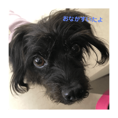 [LINEスタンプ] 黒いけどもも 