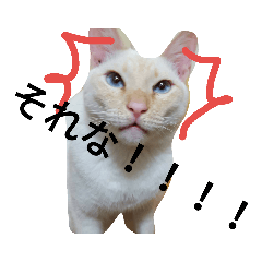 [LINEスタンプ] 白猫田中と愉快な仲間達