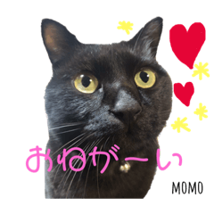 [LINEスタンプ] 黒猫MOMOの会話スタンプ