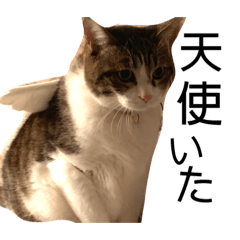 [LINEスタンプ] とむにゃんのつぶやき fetchpriority=high