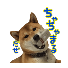 [LINEスタンプ] イタズラぼんず柴犬ちゃちゃまる