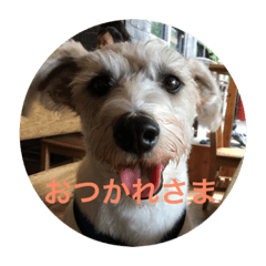 [LINEスタンプ] ピーナッツのハッピーライフです