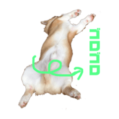 [LINEスタンプ] コーギーやまととくぅぽん太