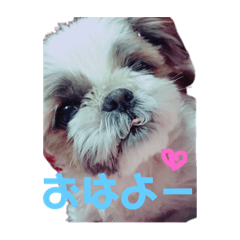 [LINEスタンプ] マリンの思い出 fetchpriority=high