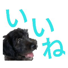 [LINEスタンプ] ペット集まれ～ fetchpriority=high