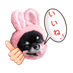 [LINEスタンプ] 犬のある生活 2