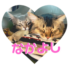 [LINEスタンプ] ちょことはむは仲良し 