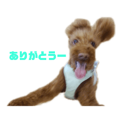 [LINEスタンプ] トイプードル～モカ 
