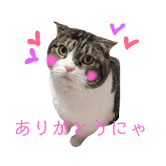 [LINEスタンプ] セナスタンプ♡ 