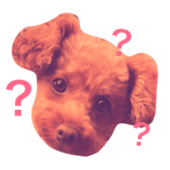 [LINEスタンプ] トイプードル あんず＊