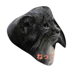 [LINEスタンプ] マヌルネコmanul 