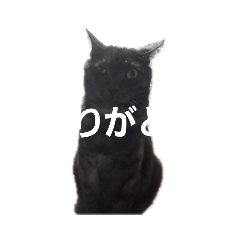 [LINEスタンプ] トラさんのスタンプ 
