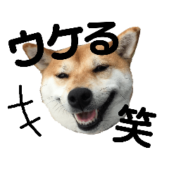 [LINEスタンプ] 柴犬さつき 