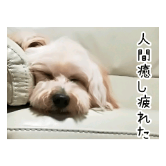 [LINEスタンプ] かわいい犬面白いコメント