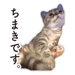 [LINEスタンプ] ちまきと一緒。