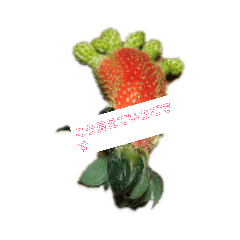 [LINEスタンプ] 気になるいちご