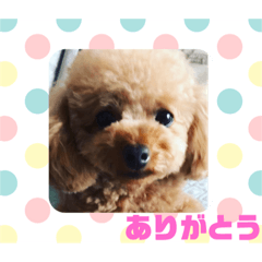 [LINEスタンプ] 高橋家のモカ