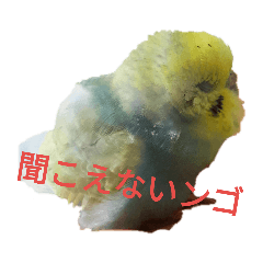 [LINEスタンプ] うちのとりくん