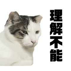 [LINEスタンプ] イケニャンの日常 fetchpriority=high
