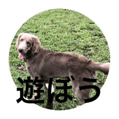 [LINEスタンプ] ワイマラナー ゴンペースタンプ fetchpriority=high