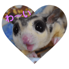 [LINEスタンプ] フクロモモンガ・詩の毎日 fetchpriority=high