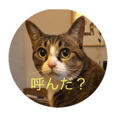 [LINEスタンプ] はなちゃんスタンプ©️nkk 