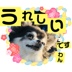 [LINEスタンプ] 4ちわわ！いろいろなつぶやき