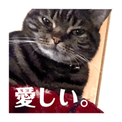 [LINEスタンプ] ジャッキーとチッチ 