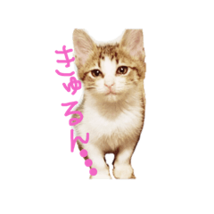 [LINEスタンプ] にゃんこ4兄妹 