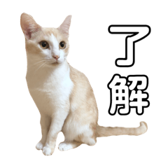 [LINEスタンプ] 猫好きのスタンプ 