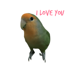 Lovebird(ponzu)