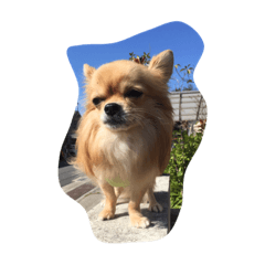 [LINEスタンプ] チワワのちなつ 