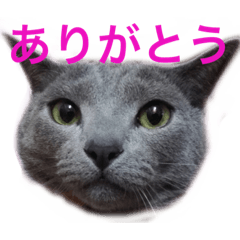 [LINEスタンプ] 無表情が笑わす猫ちゃー太郎@会話を深めるの画像（メイン）