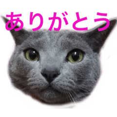 [LINEスタンプ] 無表情が笑わす猫ちゃー太郎@会話を深める 