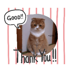 [LINEスタンプ] 茶々丸君スタンプ fetchpriority=high