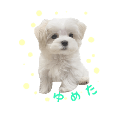[LINEスタンプ] 可愛いマルチーズのスタンプ 