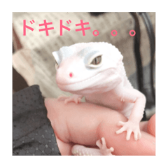 [LINEスタンプ] レオパさんの日常 