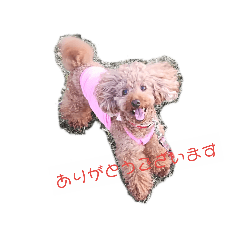 [LINEスタンプ] プードル Lulu 日常によく使う言葉 