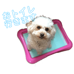 [LINEスタンプ] トイプーちゃん☆基本的スタンプ 