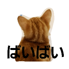 [LINEスタンプ] 猫のリタ君スタンプ 